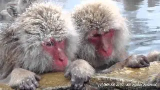 The SNOW MONKEY Park Japan enjoy hot spring on snowy day. 雪降る地獄谷野猿公苑 スノーモンキー JIGOKUDANI