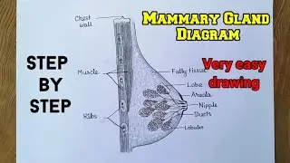 Mammary gland diagram drawing easily/ Breast anatomy drawing