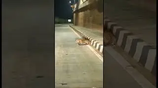 Leopard spotted yesterday on streets of Bhosari, Pune😰😰😰