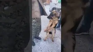 China dog meat trade