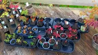 Ghost Series Japanese Maples - A Selection of Ghost & Reticulated Maple Cultivars