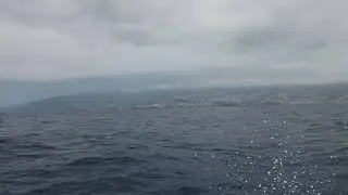 Boat trip to watch dolphins - 22