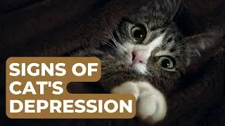 Is Your Cat Depressed? Recognizing the Signs of Cat Depression