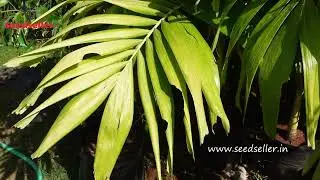 🌴 Areca triandra: Grow the Elegant Wild Areca Palm - Ornamental Beauty! 🌿