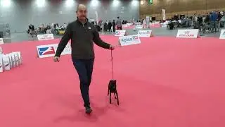 Italian Grey hound in European dog show Paris 2022