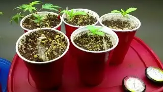 Phase 16 ~~  {Dab's Grow A-long Update}  (((You're Choice)))  [Veg Update]