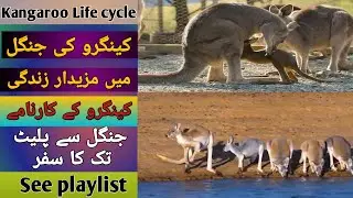 introduction of the playlist 