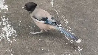 Garrulus lanceolatus Bird #shortsfeed #birds 