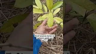 daun menguning dengan bintik2 hitam #tanamandurian #bibitdurian #durian