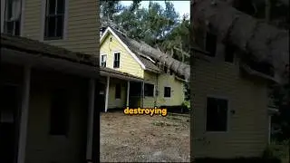 Tree Disaster 😯