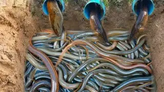 New Catching A lot of eels Using Underground hole eel trap 2022