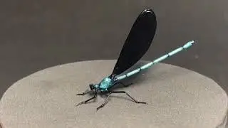 Ebony Jewelwing Damselfly (Calopteryx maculata).    Borosilicate Glass Sculpture by Rafael Glass.