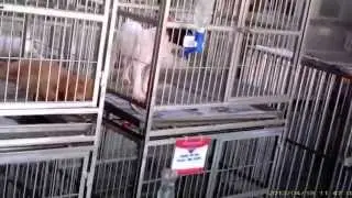 Majority of local pet farms do not provide basic welfare for animals: ACRES