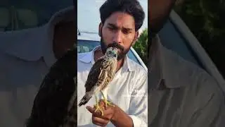 #beutifulbird#birds #pets #animals #shikra#eagles #birds #birdslover #shorts #viralvideo