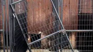 Kennel door hinge rebuild but hungry animals come first...