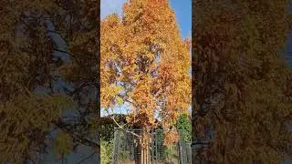 Amber Glow -  Metasequoia tree in autumn 🍂 season!#a living fossil! #Metasequoia