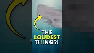Wait until you hear Earth's LOUDEST animal