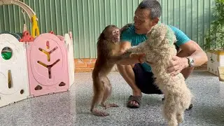 Asher the monkey does not want peace with Bibi the dog