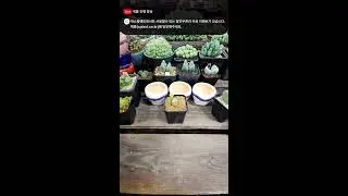 노란풍선다육 라이브 - #다육판매영상 #다육판매방 #다육판매하는곳 #다육이 #다육이를부탁해 #다육이판매영상 #다육이라이브 #다육이화분 #선인장 #코덱스 #코노피튬