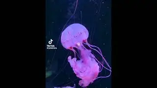 ☆Sea Life TikTok Compilation!☆