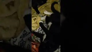 playful puss #cat #catshorts #catlove #catloversclub