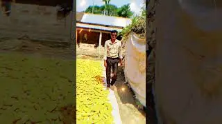 Inspection of maize cultivation #maize #farming #agriculture #agro #bangladesh
