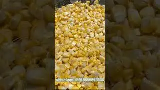 Frozen Sweet Corn Processing Line Iqf Tunnel Freezer