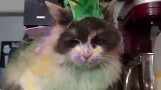 Move Over Grumpy Cat, Meet Mardi Gras Butterfly Mohawk Kitty!