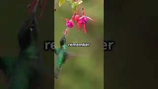 5 Amazing Animal Facts in 30 Seconds!