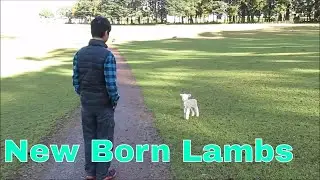 New born lambs, Auckland Cornwall park
