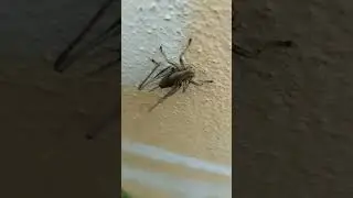 CVRČEK