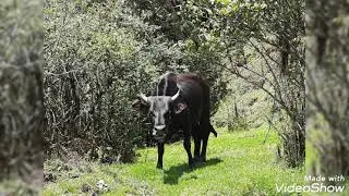 Lasona valley