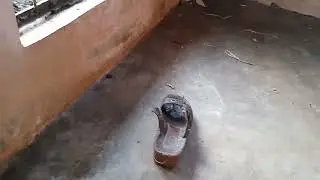 ಬ್ಯಾಡ್ ಬಬ್ಲು 