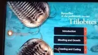 Trilobites (Phylum: Arthropoda, Class: Trilobita)