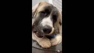 Enzo the Giant Dog: reviews Bark toy for aggressive chew #dog #funny #toy