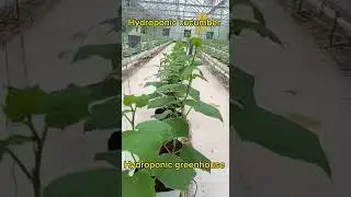Hydroponic cucumber plants | Hydroponic greenhouse @Krishi-kothaSM |