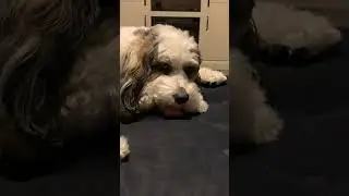 Mercedes Dog Frustration #automobile #mechanic #fcpeuro #duet #mercedesdog #doglife #mercedes
