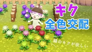 【あつ森】キクの全色交配の仕方 〜緑のキクを作るぞ〜【花交配】