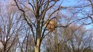 BALLON OPGESTEGEN UIT LANINGPARK OUD BEIJERLAND