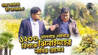 ১২০০ তালগাছ লাগিয়ে বিপাকে একজন মানুষ! ঝিনাইদহ জেলার নাসির হোসেনের বাস্তব গল্প |#তালগাছ #বাস্তব_গল্প