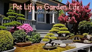 Niwaki vs. Bonsai: Which One is Right for You?