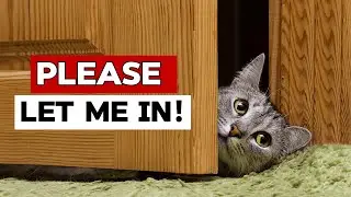 Why does my cat follow me to the bathroom?