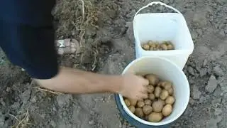 Potatoes Harvesting Prize Loot.