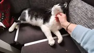 17.01.2025 - Romeo ist jetzt seit einem Tag bei uns und fühlt sich sichtlich wie zu Hause.