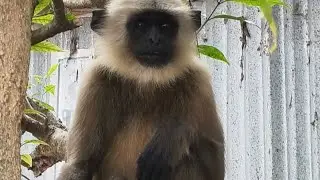 আবার এসেছে সেই ছোট্ট হনুমান টা 🤣🐒#minivlog #mankey #dog #funny #comedyvlog #trending 