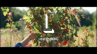 LINDENBERG - Tales Of A Guest Collective