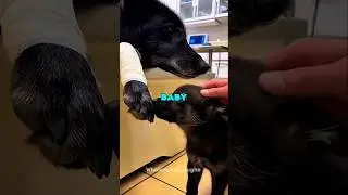 Rescuing a Trapped Wolf Mother & Her Baby 🥺❤️ #animals #rescue #shorts
