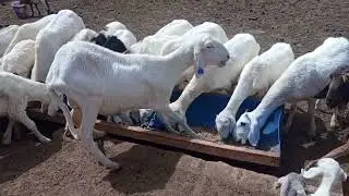 Comment lutter contre les parasites externes des moutons ?
