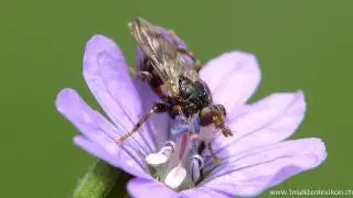 Dickkopffliege Myopa buccata