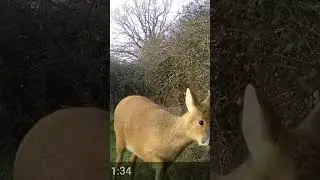 Chinese water deer close up